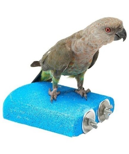 Parrot supplies nail - nail, trimming