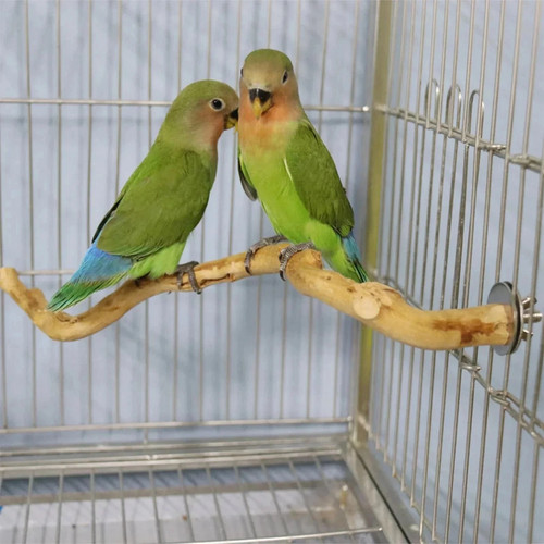 Natural wood parrot - wood, bird