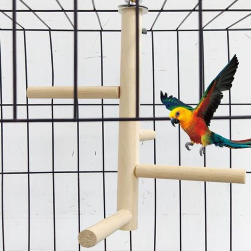 Parakeet budgie climbing - budgie,
