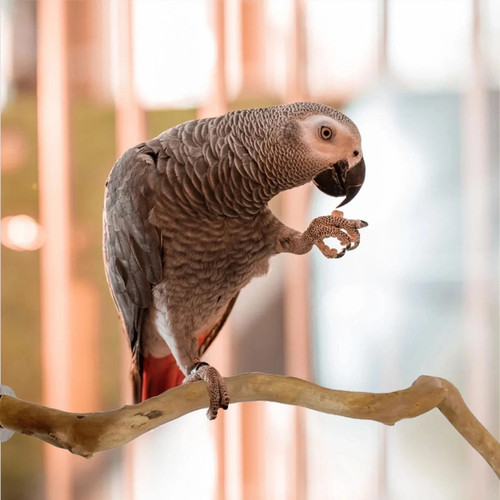 Natural wood parrot perch - parrot,