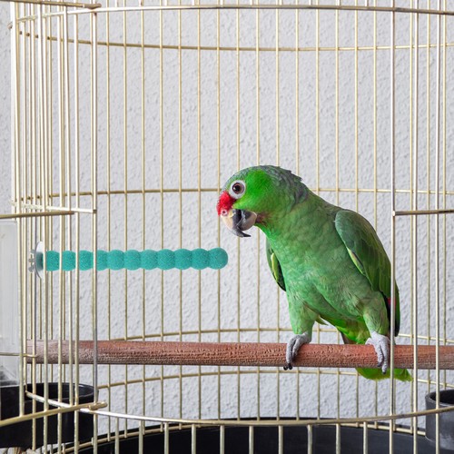 Stable wooden bird perch stand - perch,