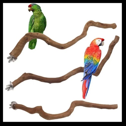 Parrot stand natural bird - parrot,