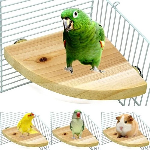 Bird small pet - &, cage