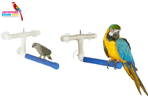 Rainforest parrot bird window - parrot,