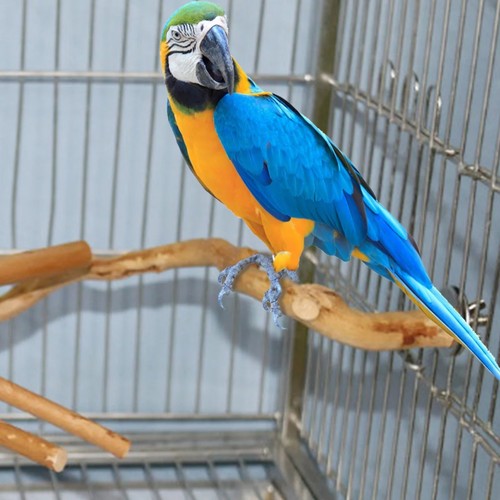 Parrot stand natural bird - parrot,